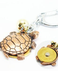 Healthy Turtle